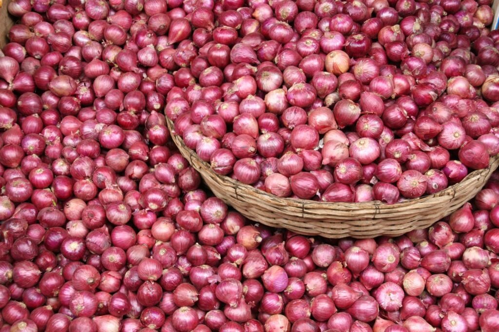 سعر البصل اليوم